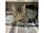 Remi, Domestic Shorthair For Adoption In Edmonton, Alberta