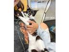 Uno, Domestic Shorthair For Adoption In San Antonio, Texas