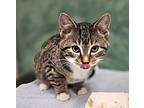 Rea, Domestic Shorthair For Adoption In Edmonton, Alberta