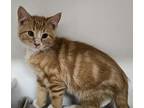 Halloumi, Domestic Shorthair For Adoption In Edmonton, Alberta