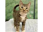 Ralphie, Domestic Shorthair For Adoption In Edmonton, Alberta