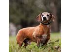 Arlo, Dachshund For Adoption In Whitewater, Wisconsin