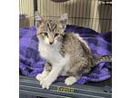 Frosty, Domestic Shorthair For Adoption In Cedar Rapids, Iowa