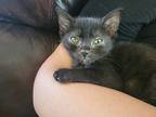 Midnight Miles, Domestic Shorthair For Adoption In Dallas, Texas