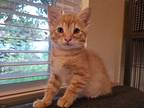 Pumpkin Miles, Domestic Shorthair For Adoption In Dallas, Texas