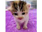 Rory Gilmore, Domestic Mediumhair For Adoption In Roswell, Georgia