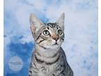 Oliver, Domestic Shorthair For Adoption In Tuscaloosa, Alabama
