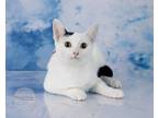 Checkers, Domestic Shorthair For Adoption In Tuscaloosa, Alabama