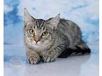 Simba, Domestic Shorthair For Adoption In Tuscaloosa, Alabama