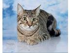 Sable, Domestic Shorthair For Adoption In Tuscaloosa, Alabama