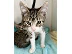Maya (bonded W/ Lola), Domestic Shorthair For Adoption In Oakland, California