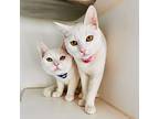 Dove (bonded W/swan), Domestic Shorthair For Adoption In Oakland, California
