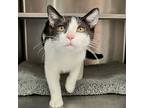 Birdy, Domestic Shorthair For Adoption In Oakland, California