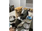 Gus, American Shorthair For Adoption In Belton, Texas