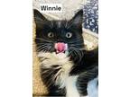 Robin, Winnie & Gretchen, Domestic Mediumhair For Adoption In Newport
