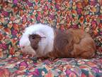Nugget, Guinea Pig For Adoption In Santa Barbara, California