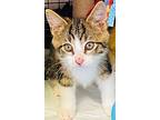 Ash, Tabby For Adoption In Anaheim, California