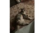 Taylor, Domestic Shorthair For Adoption In Macedonia, Ohio