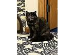 Wicca, Domestic Mediumhair For Adoption In Chippewa Falls, Wisconsin