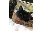 Coven, Domestic Mediumhair For Adoption In Chippewa Falls, Wisconsin