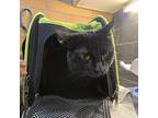 Babka, Domestic Shorthair For Adoption In West Vancouver, British Columbia