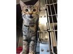 Molly, Domestic Shorthair For Adoption In Chippewa Falls, Wisconsin