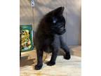 Hank, Domestic Shorthair For Adoption In Pottstown, Pennsylvania
