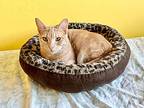 Beignet, Domestic Shorthair For Adoption In San Francisco, California
