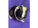Baby, Guinea Pig For Adoption In Edinburg, Pennsylvania