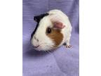 Oates, Guinea Pig For Adoption In Edinburg, Pennsylvania
