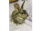 Luke, Chinchilla, American For Adoption In Edinburg, Pennsylvania