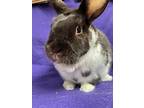 Gus, Satin For Adoption In Edinburg, Pennsylvania