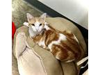 Burnham, Domestic Mediumhair For Adoption In Estherville, Iowa
