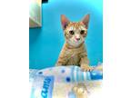 Larry, Domestic Shorthair For Adoption In Estherville, Iowa