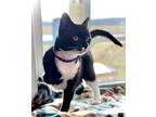 Danny, Domestic Shorthair For Adoption In Estherville, Iowa
