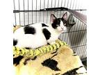 Bug Aka Spot, Domestic Shorthair For Adoption In Estherville, Iowa