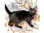 Jasper, Domestic Shorthair For Adoption In Estherville, Iowa
