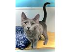 Moonstone, Domestic Shorthair For Adoption In Estherville, Iowa