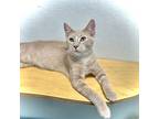 Sunstone, Domestic Shorthair For Adoption In Estherville, Iowa