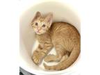 Moe, Domestic Shorthair For Adoption In Estherville, Iowa
