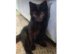 Jiji, Domestic Shorthair For Adoption In Des Moines, Iowa