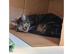 Lana, Domestic Shorthair For Adoption In Des Moines, Iowa