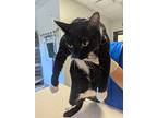 Boots, Domestic Shorthair For Adoption In Houston, Texas