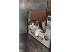 Ruben, Domestic Shorthair For Adoption In Lowell, Michigan