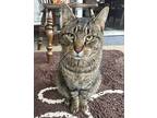 Morton, Domestic Shorthair For Adoption In Lowell, Michigan