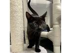 Ebony & Eddie (bonded Pair), Domestic Shorthair For Adoption In Encinitas