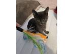 Fortune, Domestic Shorthair For Adoption In Lowell, Michigan