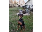 Lila, Doberman Pinscher For Adoption In New London, Wisconsin