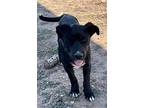 Obsidian, Labrador Retriever For Adoption In New London, Wisconsin