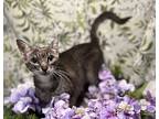 Seneca, Domestic Shorthair For Adoption In Oviedo, Florida